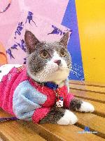 Maya_KittenPussy stripchat livecam show performer room profile