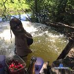 Alisa_Jyk stripchat livecam show performer room profile