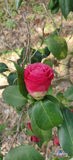 Sihayaaa stripchat livecam show performer room profile