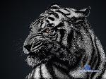 Eiraiss stripchat livecam show performer room profile