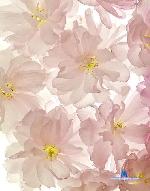 agnes_green stripchat livecam show performer room profile