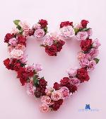 kimrossex stripchat livecam show performer room profile