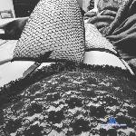 _horny_queen stripchat livecam show performer room profile