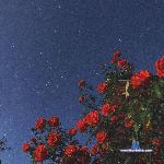 Aestheticsgirl stripchat livecam show performer room profile