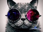 Kitty_lovers stripchat livecam show performer room profile