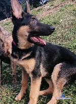 Karlagill stripchat livecam show performer room profile