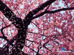 Leyla_Show stripchat livecam performer profile