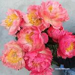 JoyAnna_ stripchat livecam show performer room profile