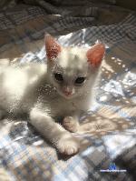 BlueSkye21 stripchat livecam show performer room profile